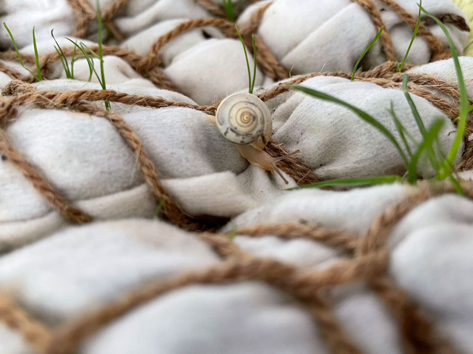 jasmin-sermonet-scaling-fiber-snail-living-textiles