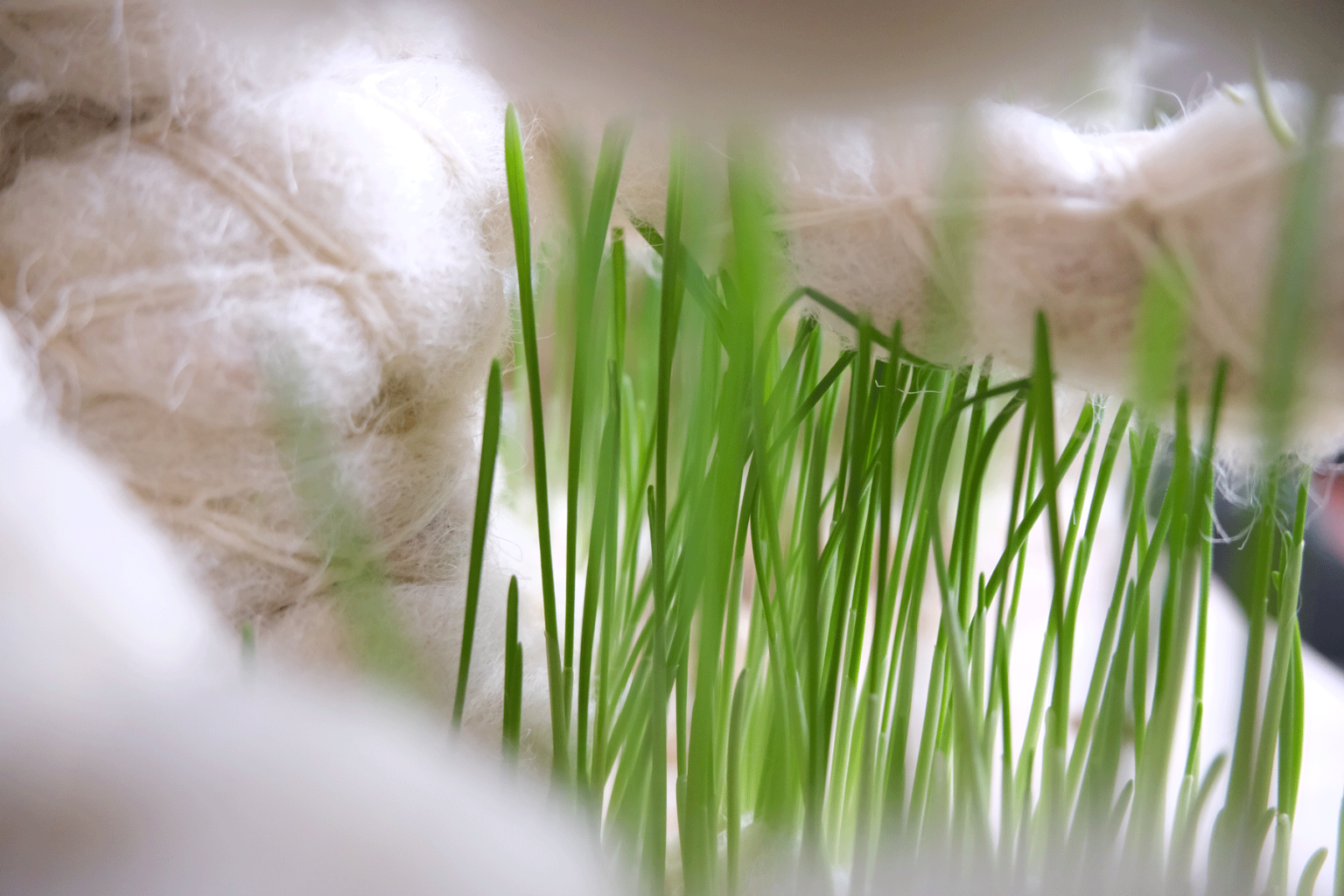 Jasmin-Sermonet-super-greens-root-growth-for-architecture-textiles4